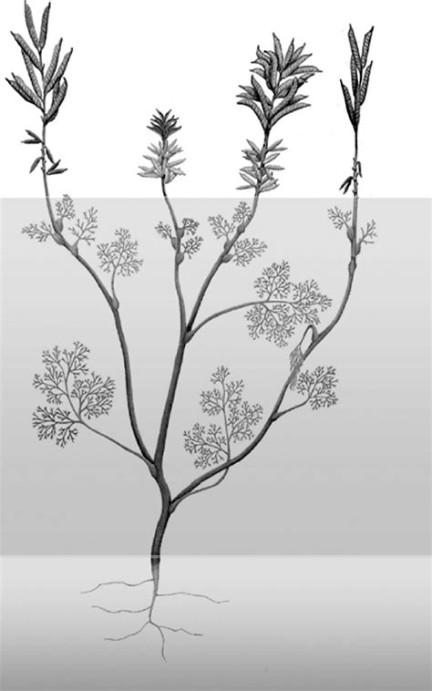 4. Reconstruction of Archaefructus sinensis, showing the vegetative... | Download Scientific Diagram