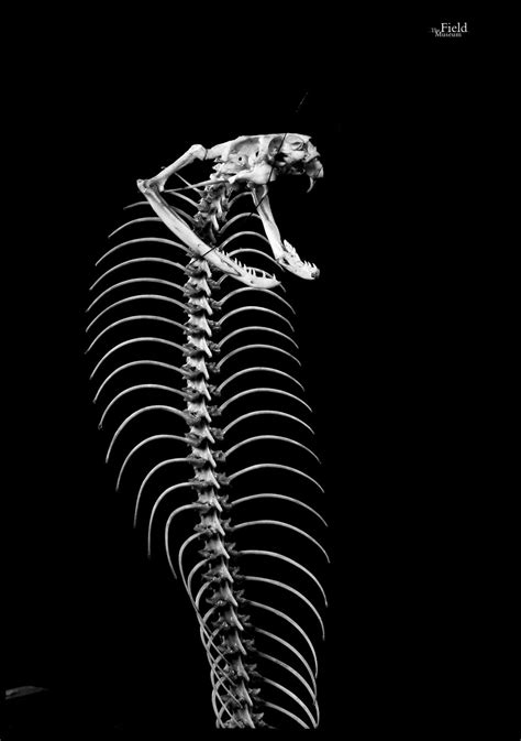 Cobra Skeleton