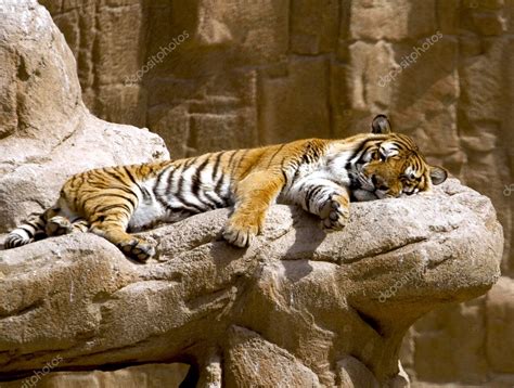 Sleeping tiger — Stock Photo © Marifa #5956105