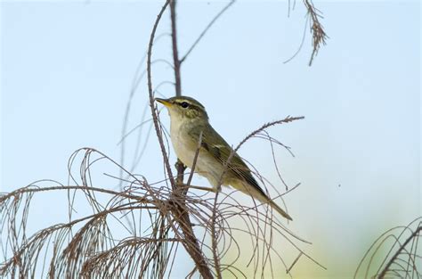 Arctic Warbler: Identification and Overview