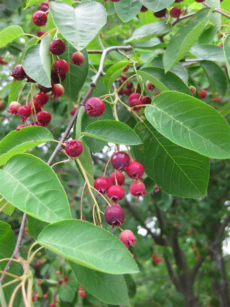 Serviceberry (Amelanchier) | Rotary Botanical Gardens