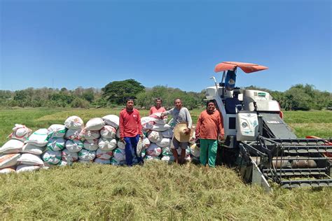 Is the genetically modified, nutrient-rich Golden Rice as safe as promised? - South Africa Today