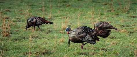 Pigeon Forge Wildlife - Explore Smoky Mountain Wildlife