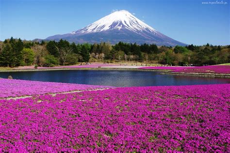 Wulkan, Dywan, Kwiatowy, Japonia | Japan tourism, National parks, Spring in japan