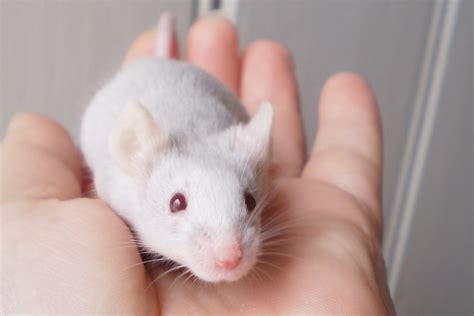 cute pet mouse - a photo on Flickriver