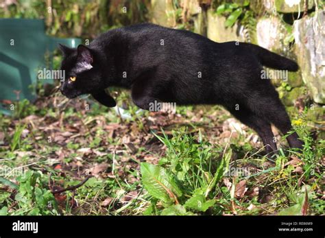 Black cat hunting in garden Stock Photo - Alamy