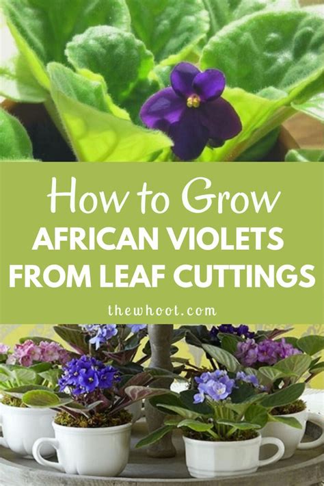 How To Grow African Violets From Leaf Cuttings | The WHOot | African ...