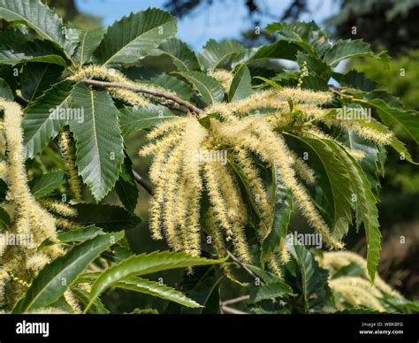 Sweet chestnut tree flowers hi-res stock photography and images - Alamy