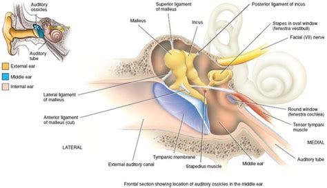 COMD 3400 Middle Ear Ligaments & Tympanic Muscles Flashcards | Quizlet