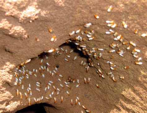 Termite Identification - AcEco Extermination