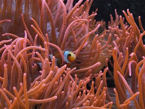 Free Images : nature, ocean, swim, sea animal, coral reef, invertebrate, marine life, clown fish ...