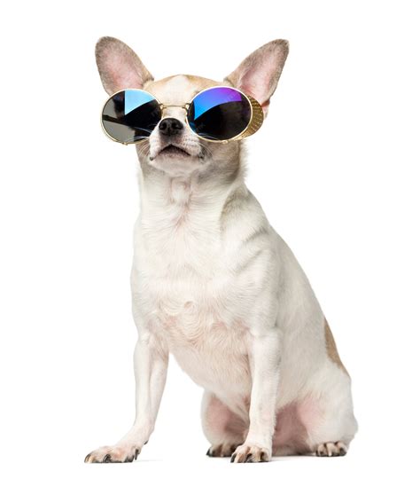 Premium Photo | Chihuahua sitting and wearing sunglasses isolated on white