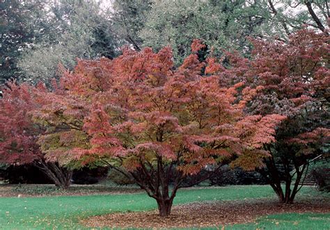 Cornus kousa | Kousa dogwood - Van den Berk Nurseries