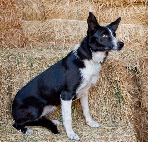 McNab vs Border Collie - Breed Comparison | MyDogBreeds