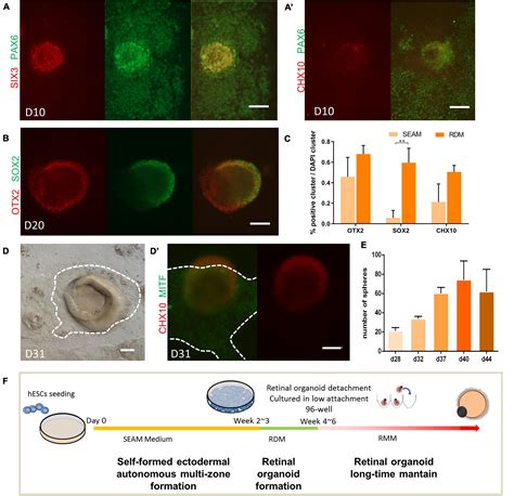 Frontiers | Generation and Staging of Human Retinal Organoids Based on ...