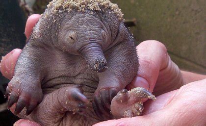 Breeding study could save endangered long–beaked echidna