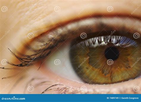 Brown eye close up stock image. Image of colors, black - 7489749