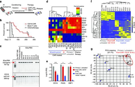 | Distinct phenotypic and genomic alterations in pre-B cell induced by ...