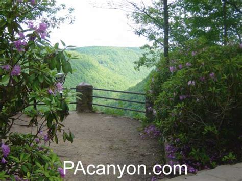 PA Grand Canyon Mountain Laurel in bloom at Colton Point.