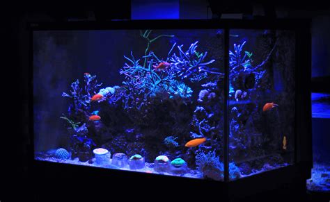 Standard Fish Tank Sizes South Africa | Bruin Blog