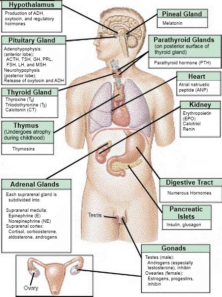 Endocrine System – GKToday