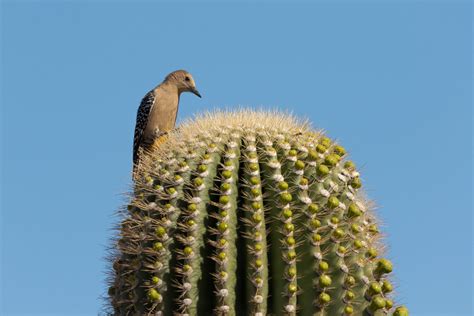 Gila Woodpecker | Audubon Field Guide