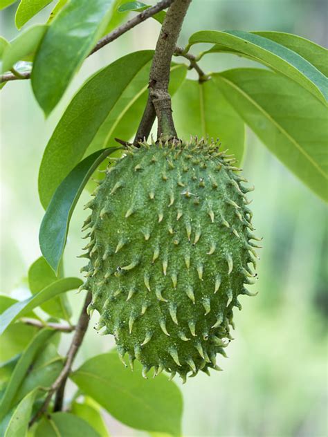 Soursop Custard Apple Tree (annona muricata) – Urban Tropicals