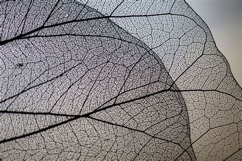 How to Shoot Creative Macro Leaf Photography