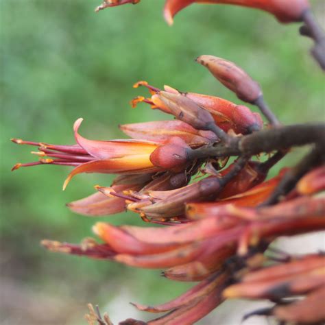 Phormium tenax | Harakeke from Wai-ora eco-source nursery