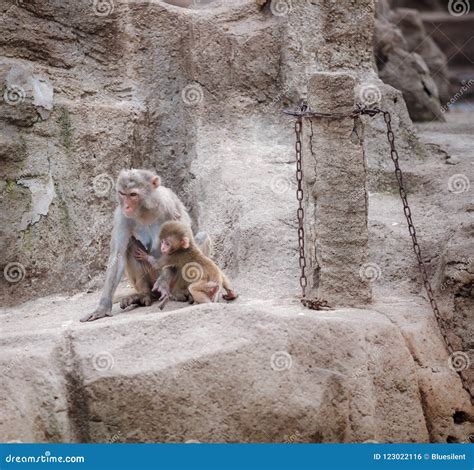 Monkey Protecting Its Child Stock Photo - Image of feeding, eating: 123022116