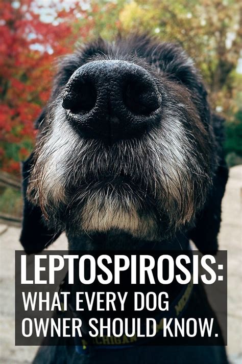 Leptospirosis in Dogs: Symptoms, Risks & Treatment - PBS Pet Travel