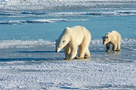 Hudson Bay Wildlife – Janet Mew Photography