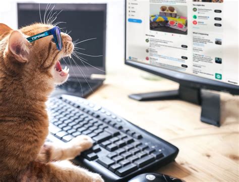 Computer Cats Finally Get Theirs | Tifosi Optics