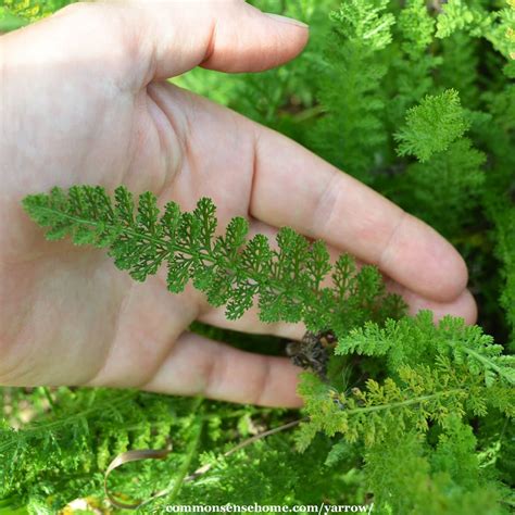 Yarrow - The "Plant Doctor" for Your Yard and Garden