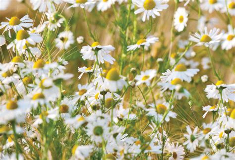 Chamomile | Organic Dried Chamomile Flowers | Tinderbox