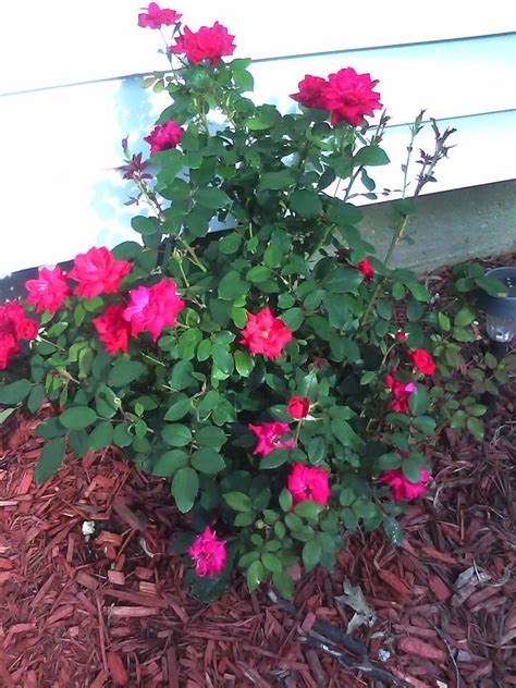 pink flowers blooming in the ground next to a white house and red mulch