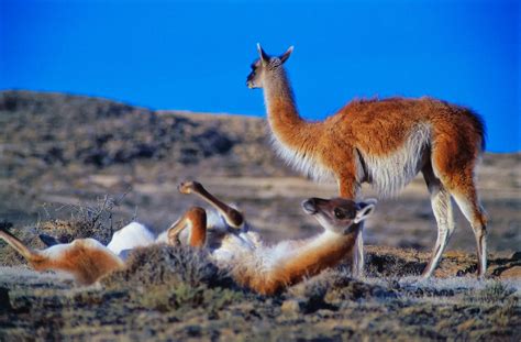 En la intimidad de los guanacos | Austerra