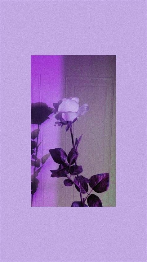 Top 999+ Purple Rose Wallpaper Full HD, 4K Free to Use