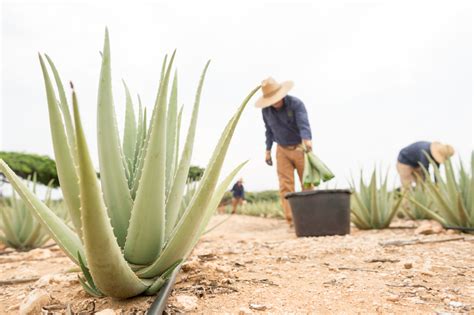 Aruba Aloe Vera Factory and Museum | Aruba.com