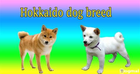 Hokkaido Dog Guide - Price, Size, Colors, Adoption & More