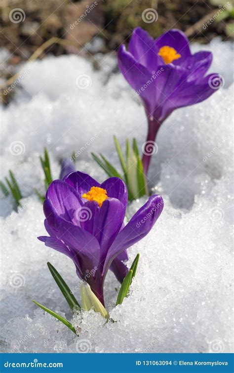 Purple Crocuses Flowers in the Snow Stock Photo - Image of flower, beautiful: 131063094