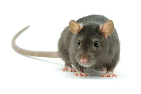 Rat Care Sheet: Food, Habitat Health Petco