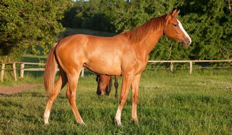 12 Fun Facts About Filly Horses