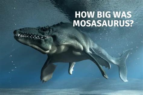 How Big Was Meraxes Gigas? - Dinosaur Facts For Kids