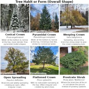 17 Different Types of Cedar Trees & Their Identifying Features