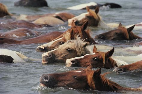 Chincoteague Pony Swim 2024 Dates - Lorri Malvina