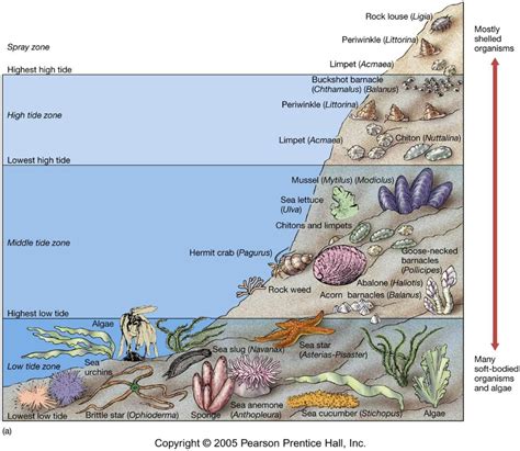 Little wonders of the intertidal zone | BIOL 326: Experimental biology of invertebrates Ocean ...