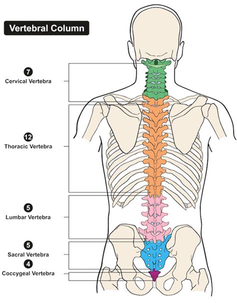 Spine Information