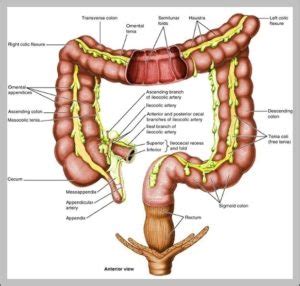 Terminal Ileum Anatomy 2 Image - Graph Diagram