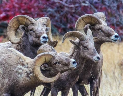 Cannundrums: Rocky Mountain Bighorn Sheep - Washington